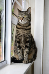 cat on window