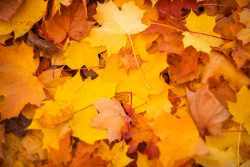 Bright autumn maple leaves . autumn background