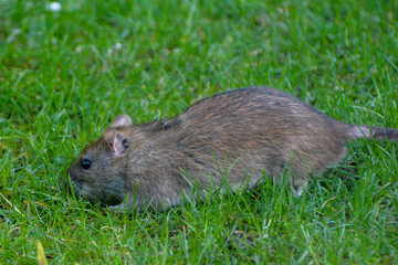 rat on grass