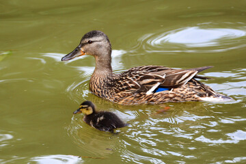 Fototapeta premium duck on the water