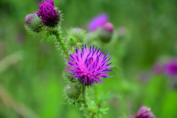 Scotch Thistle