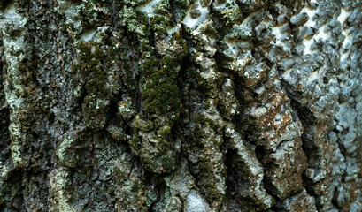 bark of a tree background texture