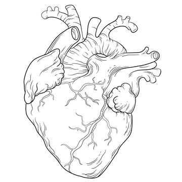 anatomical heart 