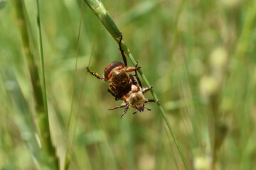 
mating insects