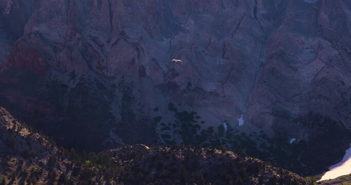 A seagull flying through mammoth mountains - slow motion 4k