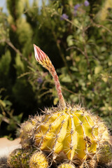 Pink cereus cactus flower sprout, right before it blossoms.