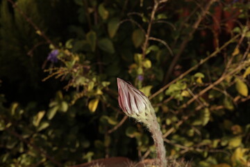 Pink cereus cactus flower sprout, right before it blossoms.