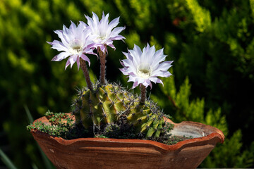Three pink cereus cactus flowers in a pot, famous with its very short life. Carpe diem concept