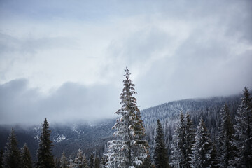 Snowy mountains. Winter landscape of the Carpathians