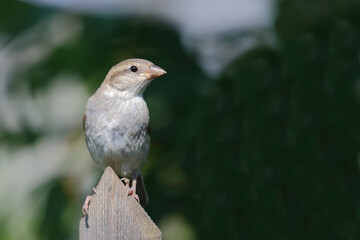 Haussperling / House sparrow / Passer domesticus.