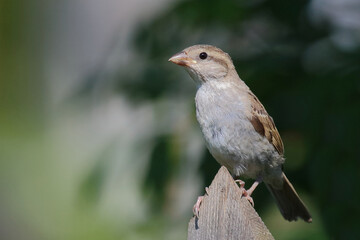 Haussperling / House sparrow / Passer domesticus.