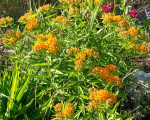 Vibrant field of wildflowers illuminated by the warm light of the afternoon sun