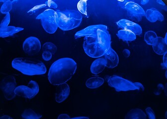 Group of jellyfish swimming peacefully in an illuminated aquarium