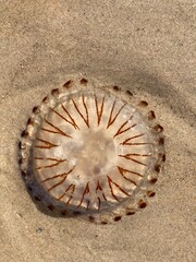 The symmetrical pattern of a compass jellyfish on the beach