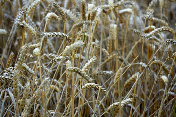 field of wheat