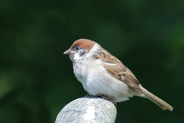 Feldsperling / Eurasian tree sparrow / Passer montanus