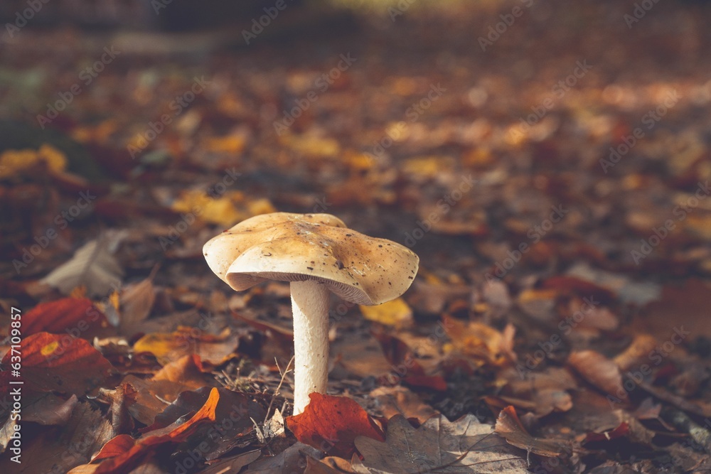 Sticker closeup of a mushroom growing amongst vibrant autumn foliage in a dense forest environment