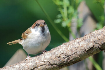 Feldsperling / Eurasian tree sparrow / Passer montanus