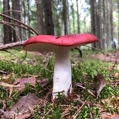 russula mushroom with red cap in the wild nature, close-up