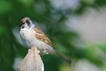 Feldsperling / Eurasian tree sparrow / Passer montanus