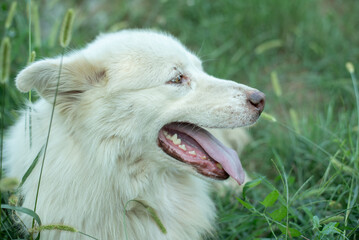 white dog in the grass