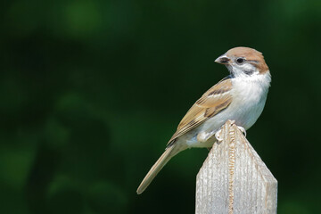 Feldsperling / Eurasian tree sparrow / Passer montanus.
