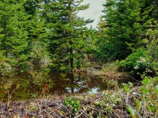 Scenic view of a pond created by beaver dam in Dolly Sods, West Virginia © Jaret Jarosz/Wirestock Creators
