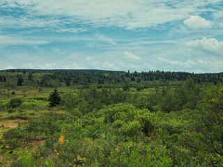 Scenic view of a green field in Dolly Sods, West Virginia