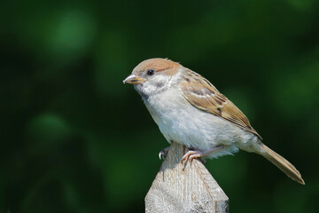 Feldsperling / Eurasian tree sparrow / Passer montanus.
