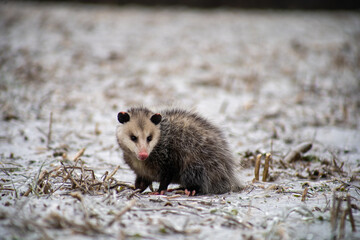 Virginia opossum (Didelphis virginiana) in a field covered with snow