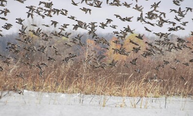 Flock of birds soaring over a snow-covered landscape in the cold winter season
