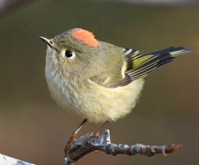 Small Ruby-crowned Kinglet bird perched on a branch, ready to take flight