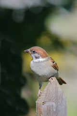 Feldsperling / Eurasian tree sparrow / Passer montanus.