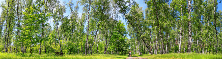 Summer spring landscape - woman walking with a pram in a birch grove on a sunny day, banner, huge panorama © rustamank