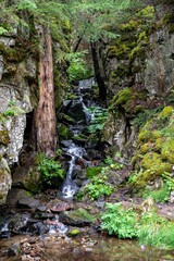 a small stream running past a tree and some grass and trees