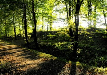 Sunny autumn forest with strong backlight and sun shining
