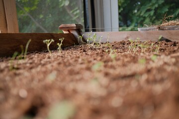 Closeup image of a lush green landscape featuring a variety of plants growing from the soil