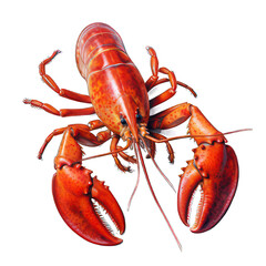 Lobster isolated on white created with Generative AI