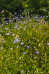High-resolution image of a picturesque field of wildflowers in full bloom on a sunny day