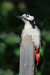 Buntspecht / Great spotted woodpecker / Dendrocopos major