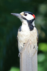 Buntspecht / Great spotted woodpecker / Dendrocopos major