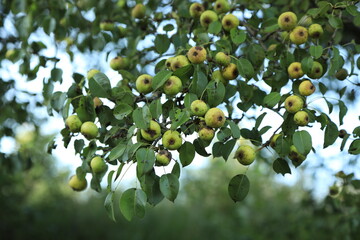 Wild apples on a tree branch