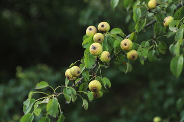 Wild apples on a tree branch