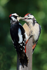 Buntspecht / Great spotted woodpecker / Dendrocopos major.