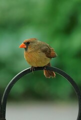 Small cardinal bird perched atop a metal pole with a blurred background