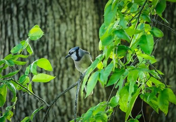 Blue jay perched atop a tree branch in a natural outdoor setting