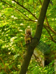 Small brown squirrel clings to the branch of a tree against the background of leaves