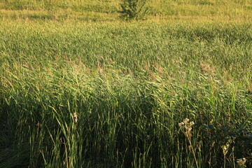 Green reeds on a sunny day background texture