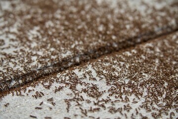 Closeup of ants crawling on a stone surface