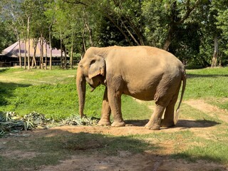 Fototapeta premium Majestic elephant walking across a grassy plain with trees in the background